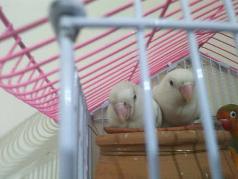 albino parot pair 1