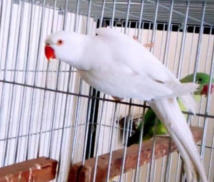 Paper White Female Ringneck  Jumbo size Age 18-month H. take the same 0