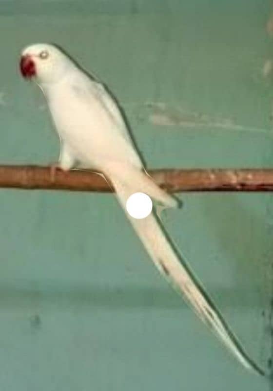 Paper White Female Ringneck  Jumbo size Age 18-month H. take the same 1