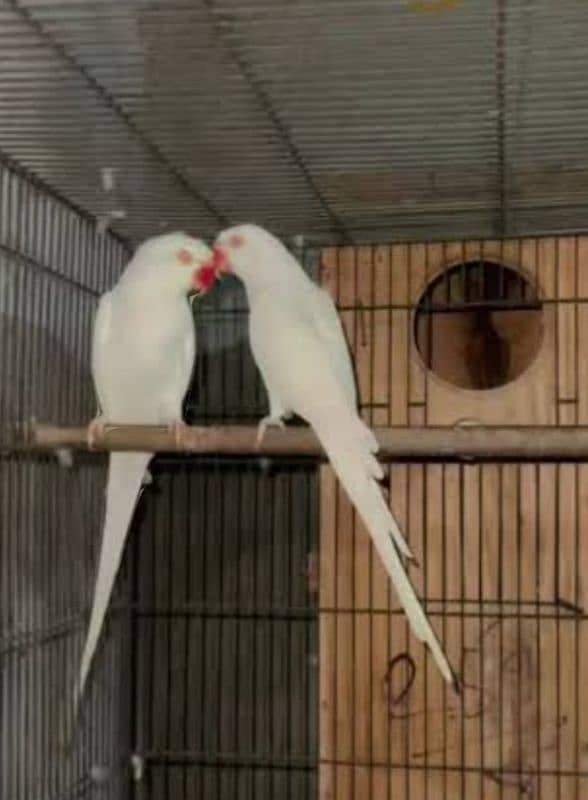 Paper White Female Ringneck  Jumbo size Age 18-month H. take the same 2