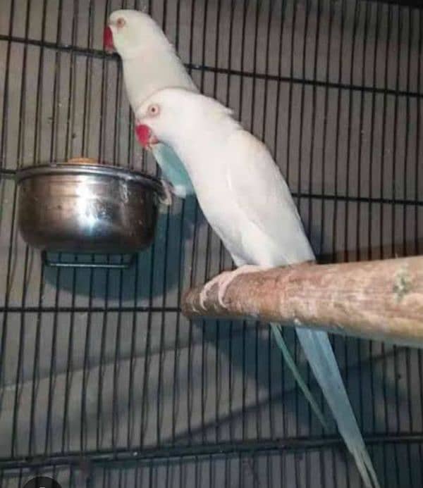 Paper White Female Ringneck  Jumbo size Age 18-month H. take the same 3