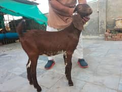 female Faisalabadi goats for sale