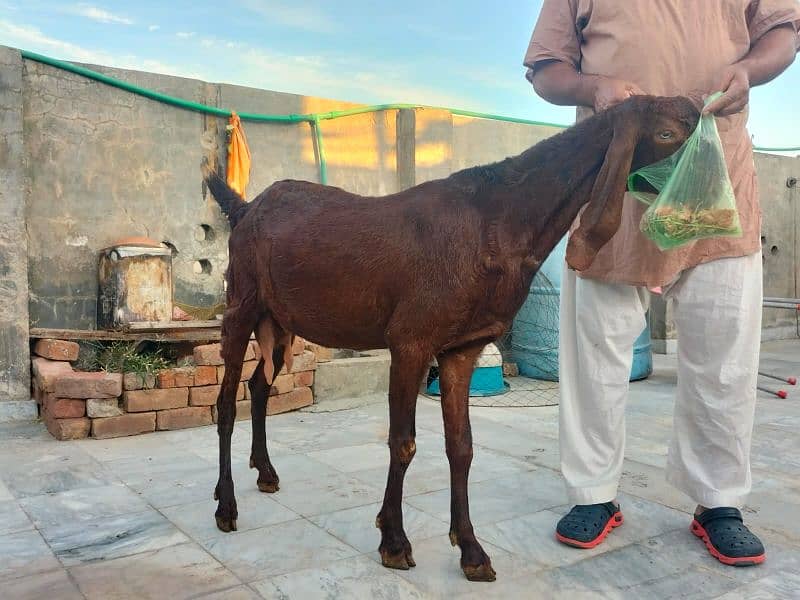 female Faisalabadi goats for sale 1