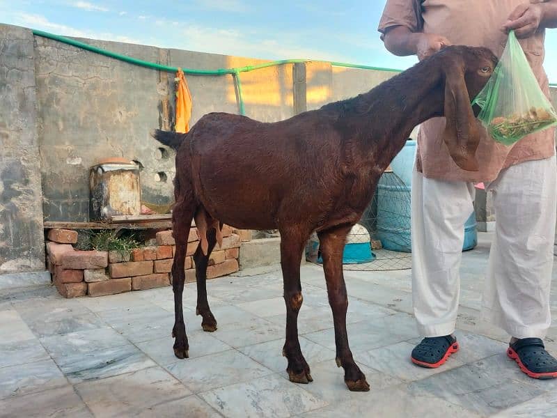 female Faisalabadi goats for sale 2