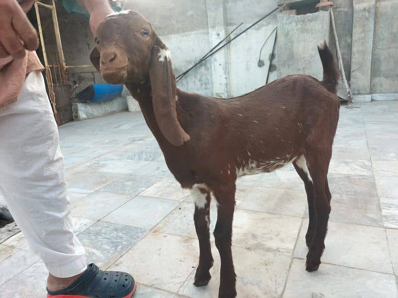 female Faisalabadi goats for sale 3