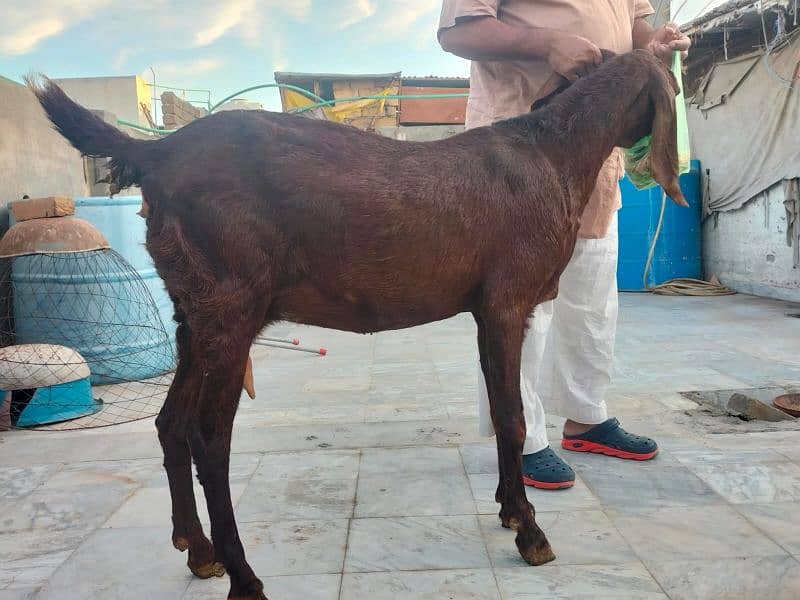 female Faisalabadi goats for sale 4