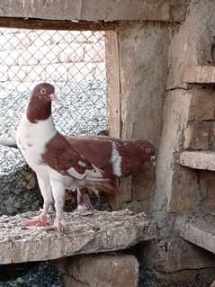 Mix gubaara pigeon for sale