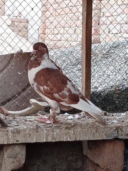 Mix gubaara pigeon for sale 1