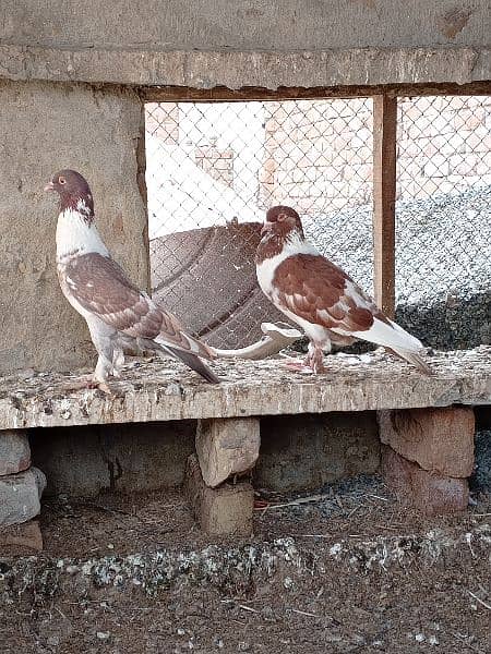 Mix gubaara pigeon for sale 2