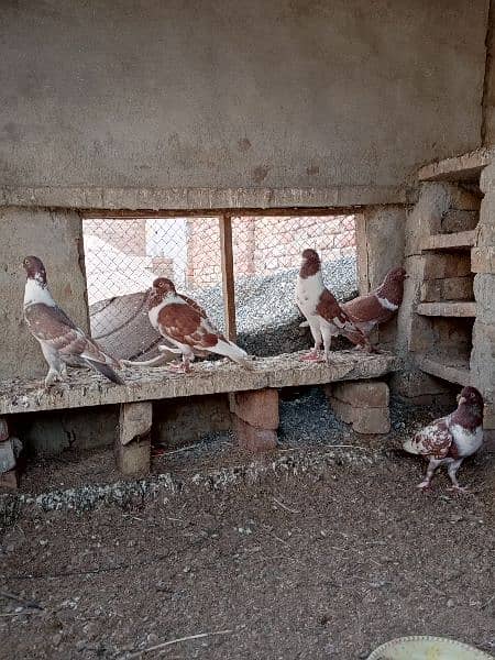 Mix gubaara pigeon for sale 3