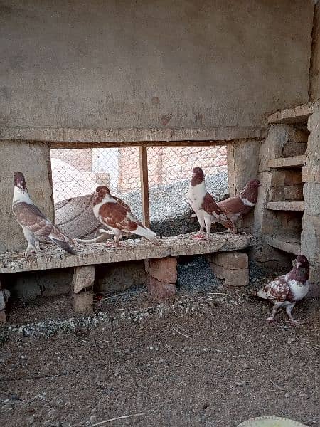 Mix gubaara pigeon for sale 4