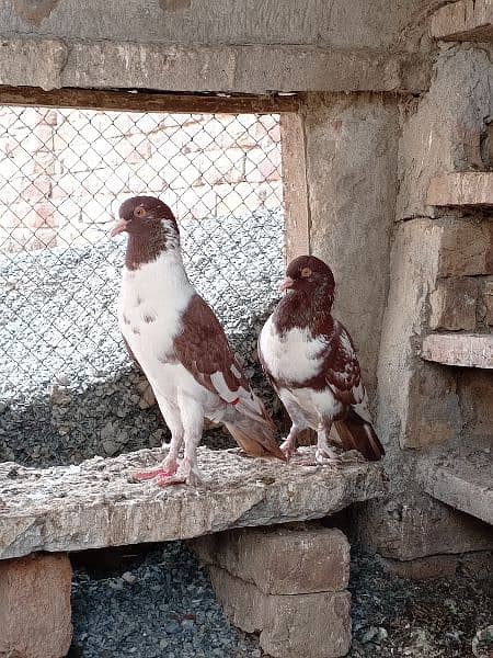 Mix gubaara pigeon for sale 5