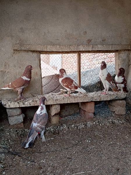 Mix gubaara pigeon for sale 6