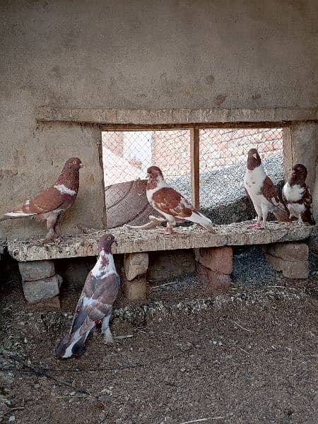 Mix gubaara pigeon for sale 7