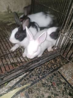 rabbitbabies