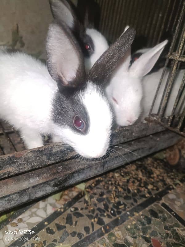 rabbitbabies 1