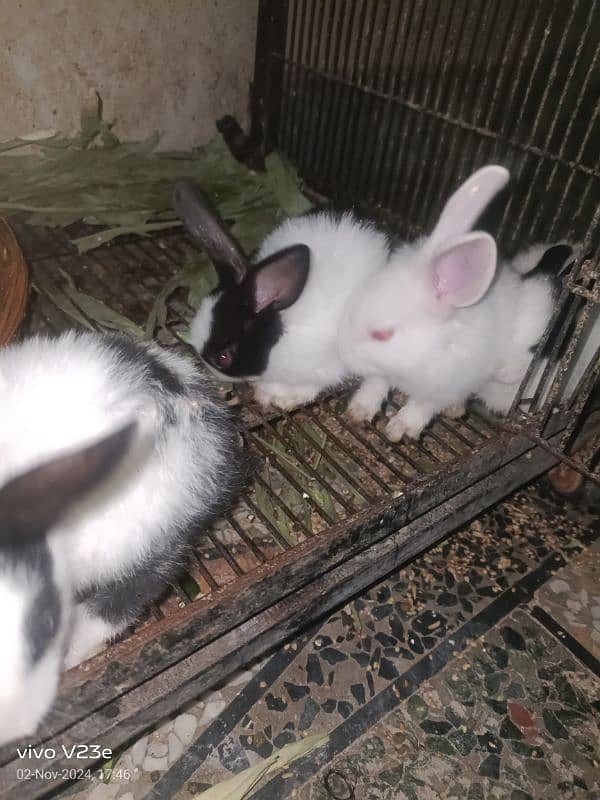 rabbitbabies 2