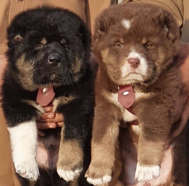 alabai dog pair 2 months for sale security dog 0