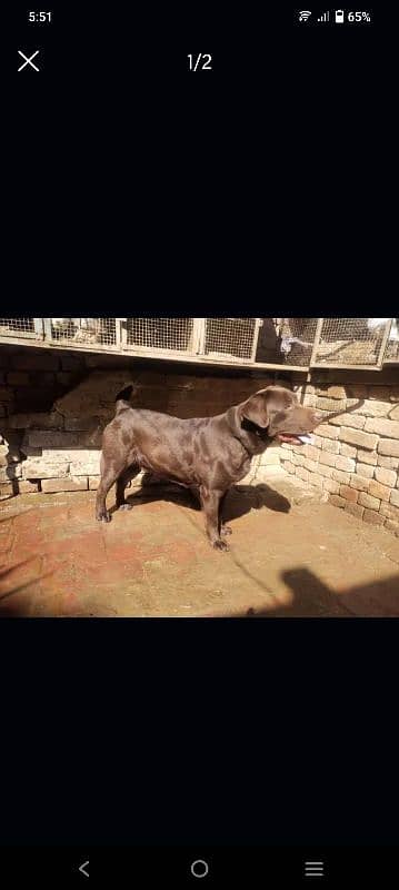 Chocolate color labra dog  female contact number 03054002974 1