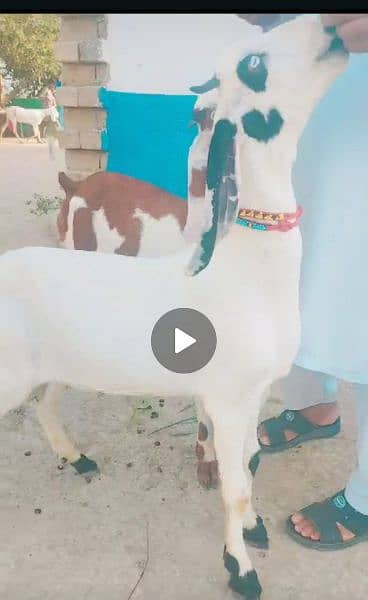 Desi Bakra for sale 03244294588 0