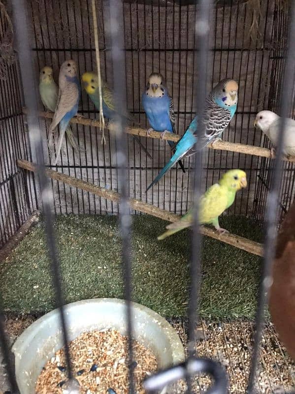 australian parrot all breeder pair 0