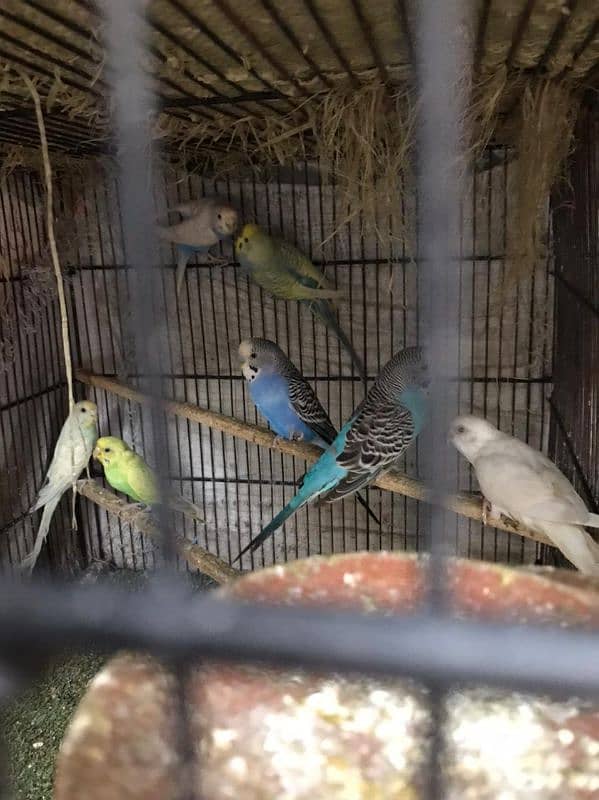 australian parrot all breeder pair 2