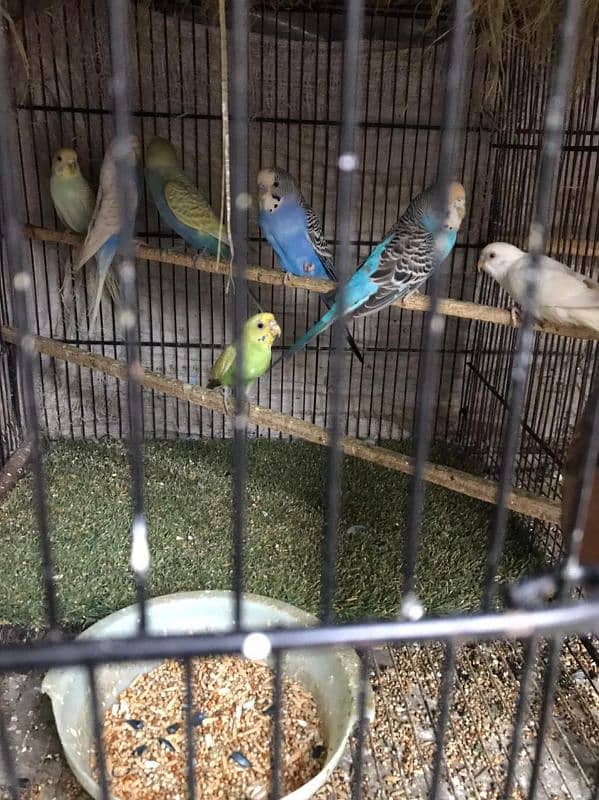 australian parrot all breeder pair 3