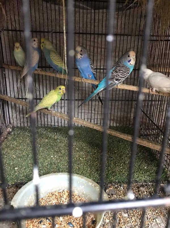 australian parrot all breeder pair 4