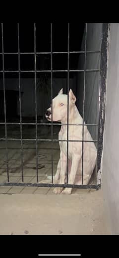 Dogo Argentino pair pku pedigree  microchipped