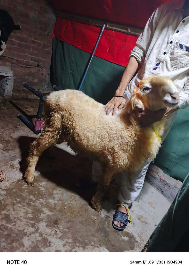 desi chatra / Goat / Bakra / Chatra | mundra | sheep | Kajla 1