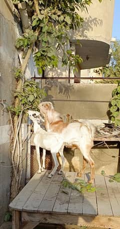 Bakra Bakri Pair teddy/barbari bakri or tapra bakra jori