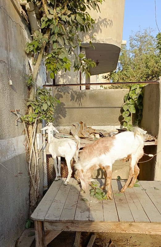 Bakra Bakri Pair teddy/barbari bakri or tapra bakra jori 1