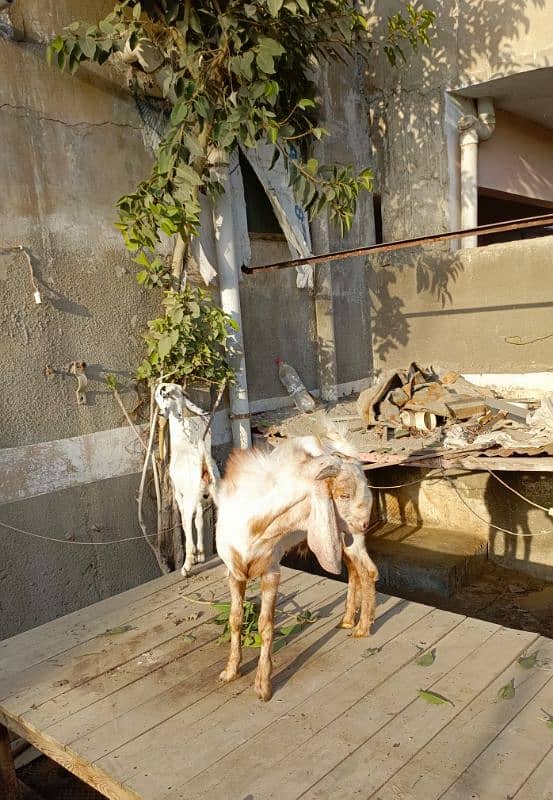 Bakra Bakri Pair teddy/barbari bakri or tapra bakra jori 2