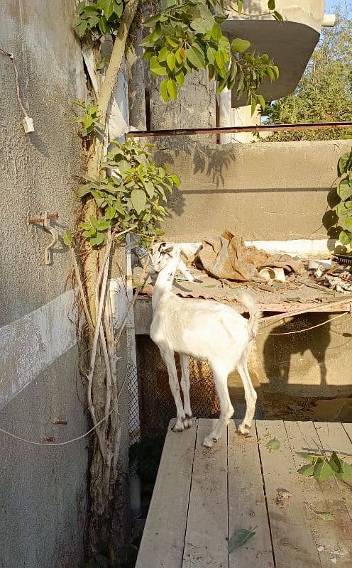 Bakra Bakri Pair teddy/barbari bakri or tapra bakra jori 3