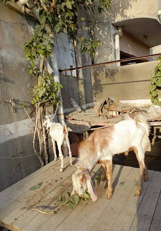 Bakra Bakri Pair teddy/barbari bakri or tapra bakra jori 4