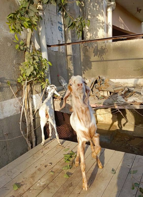 Bakra Bakri Pair teddy/barbari bakri or tapra bakra jori 5