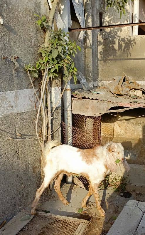 Bakra Bakri Pair teddy/barbari bakri or tapra bakra jori 6