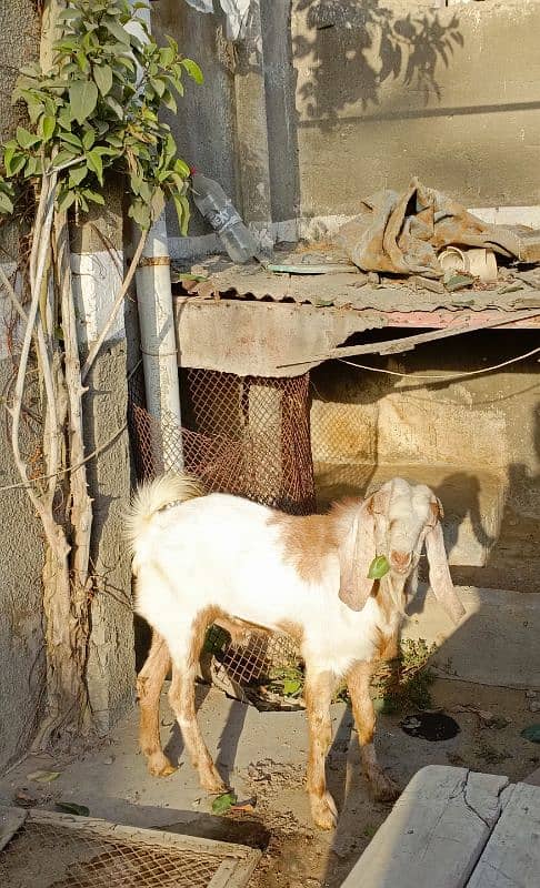 Bakra Bakri Pair teddy/barbari bakri or tapra bakra jori 7