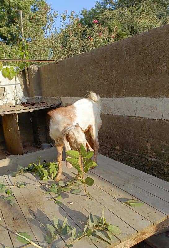 Bakra Bakri Pair teddy/barbari bakri or tapra bakra jori 8