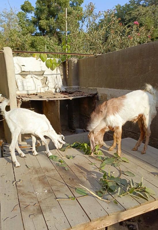 Bakra Bakri Pair teddy/barbari bakri or tapra bakra jori 9