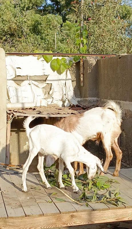 Bakra Bakri Pair teddy/barbari bakri or tapra bakra jori 10