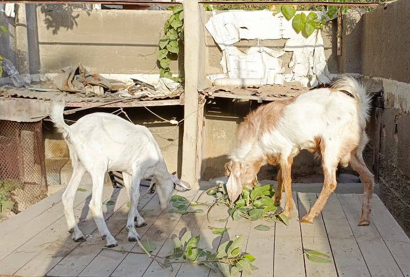 Bakra Bakri Pair teddy/barbari bakri or tapra bakra jori 11