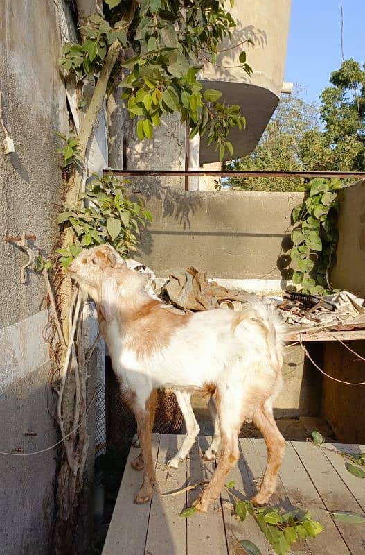 Bakra Bakri Pair teddy/barbari bakri or tapra bakra jori 12