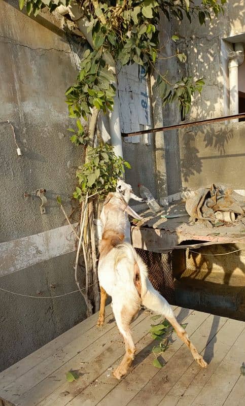 Bakra Bakri Pair teddy/barbari bakri or tapra bakra jori 13