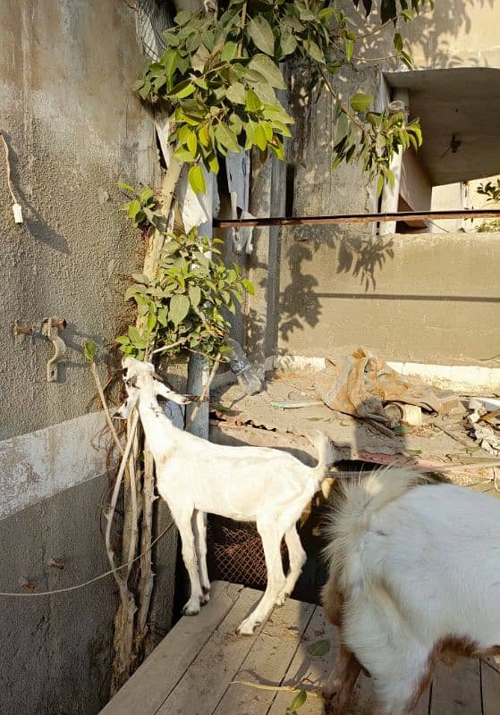 Bakra Bakri Pair teddy/barbari bakri or tapra bakra jori 15