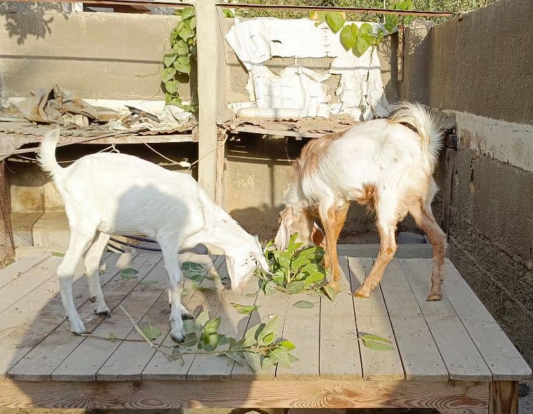 Bakra Bakri Pair teddy/barbari bakri or tapra bakra jori 16