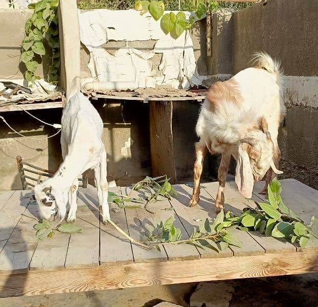 Bakra Bakri Pair teddy/barbari bakri or tapra bakra jori 17