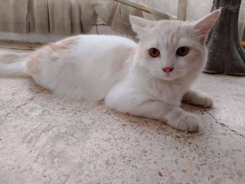 Persian Cat 0