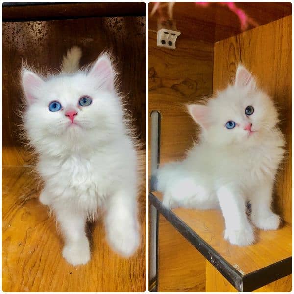 Persian kitten cats 1