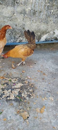 hen for sale